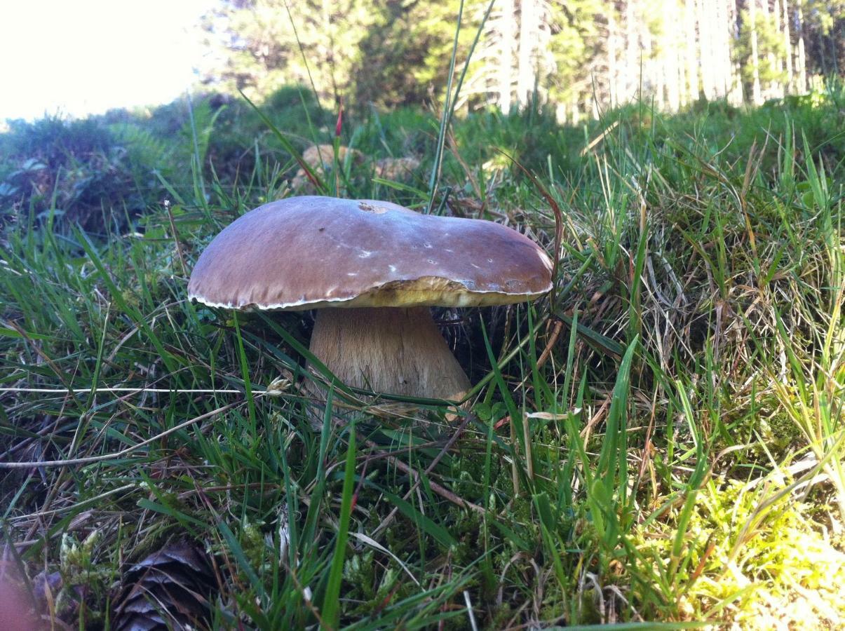 Bnb Chezlise Urnäsch Eksteriør bilde